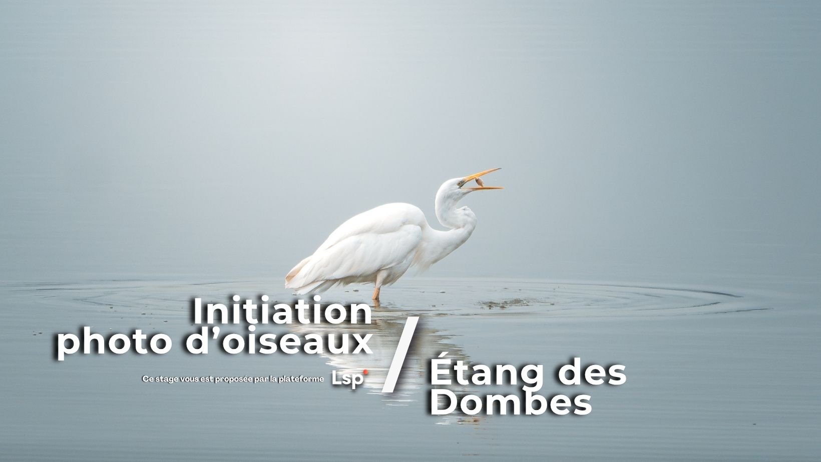 Initiation à la photo d'oiseaux aux Étangs des Dombes