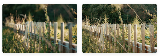 Clôture en bois blanc avec végétation sauvage et herbes hautes en arrière-plan