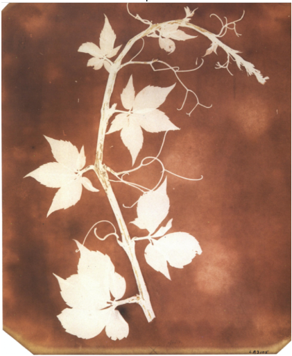 Branche avec fleurs blanches et feuilles détaillées sur fond marron sépia, cyanotype botanique ancien