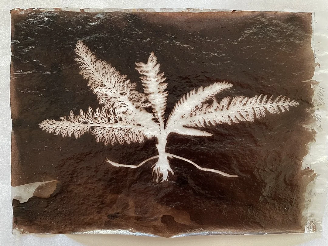 Feuille de fougère blanche aux nervures fines sur fond brun foncé, photographie de nature morte en cyanotype.