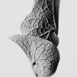 Karl Blossfeldt : photographier la nature autrement