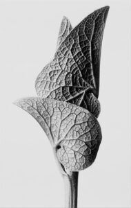 Karl Blossfeldt : photographier la nature autrement