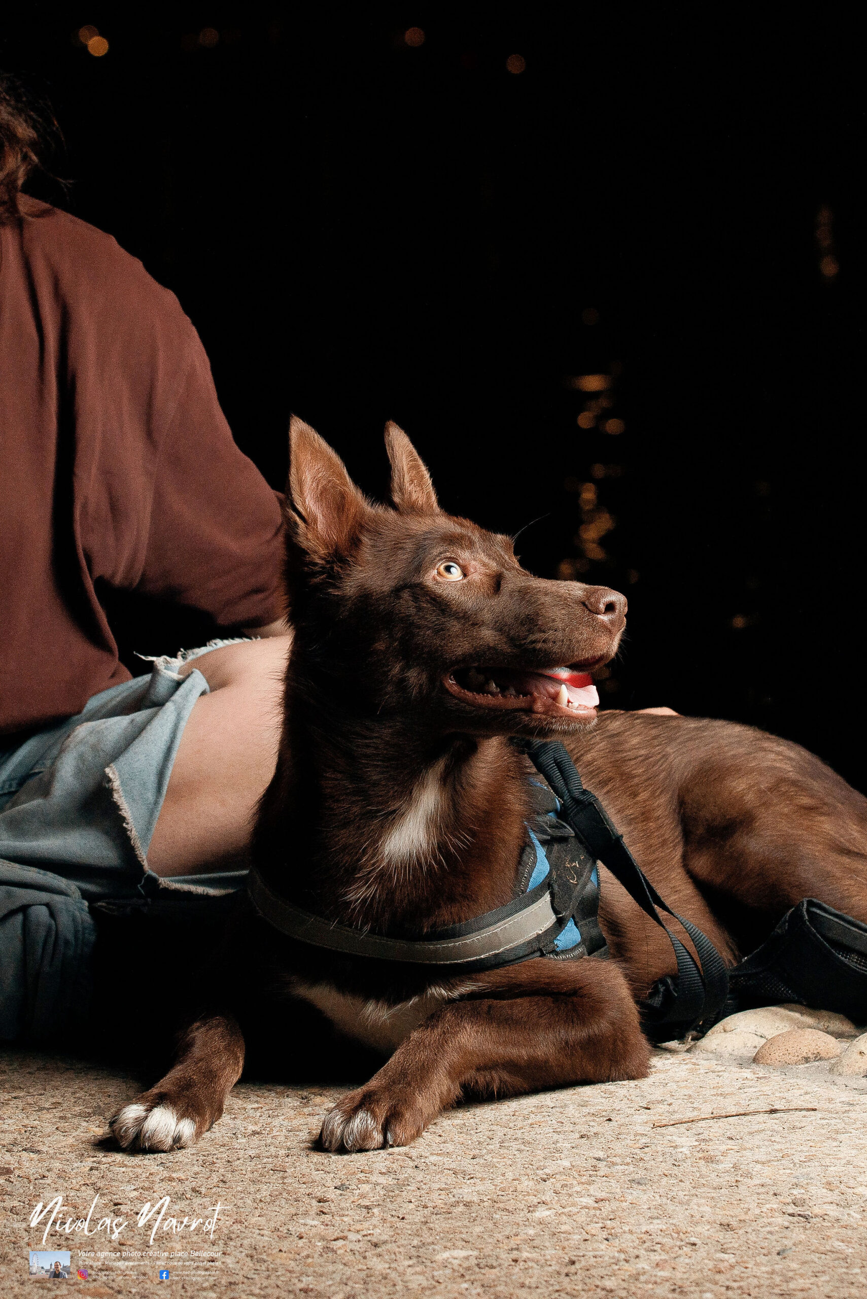 Chien marron assis près de son maître en chemise bordeaux, éclairage de nuit avec bokeh doré en arrière-plan